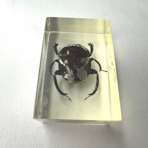 Real Insect Specimen Beetle Encased in Resin Paperweight Display 1.5" x 1"
